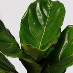 The Tropical Treasure Fig  A Leafy Statement